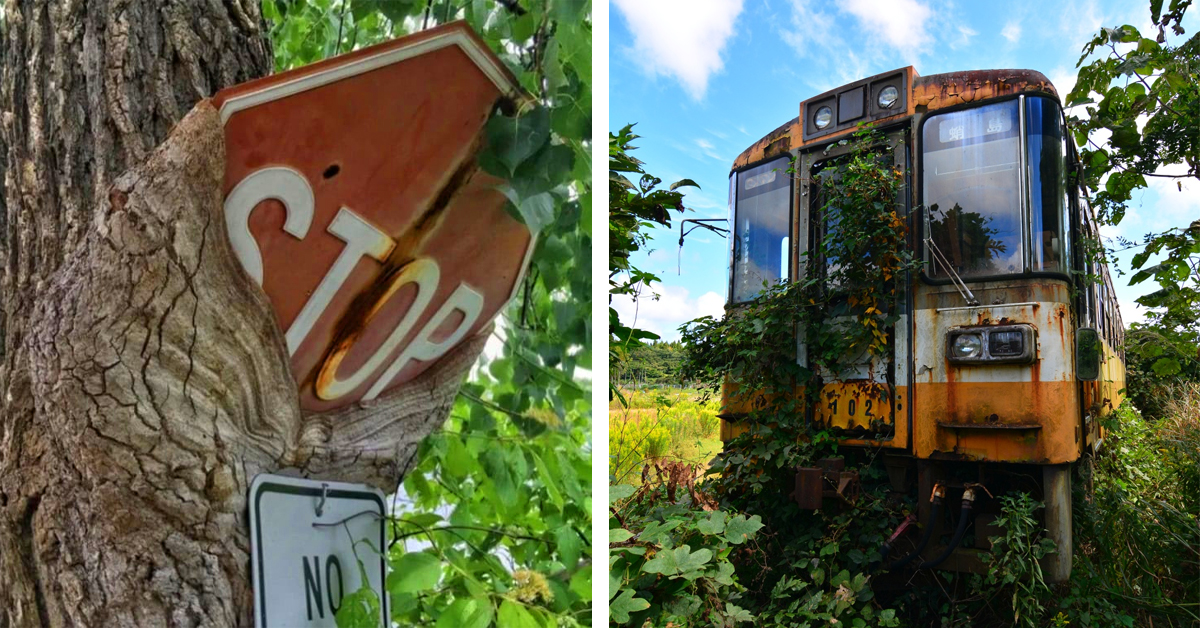 31 Times Nature Asserted Power In The Fight To Reclaim Civilization