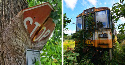 31 Times Nature Asserted Power In The Fight To Reclaim Civilization