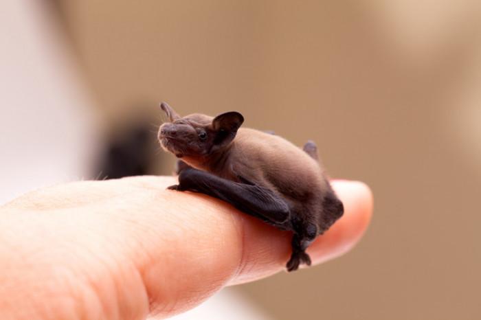 14. A bumblebee bat, that is. It is recognized as the world's smallest mammal.