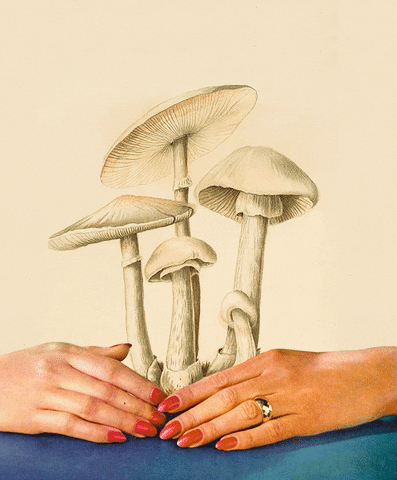 8. Before trees, Earth was covered with giant mushrooms that were 24ft tall and 3ft wide