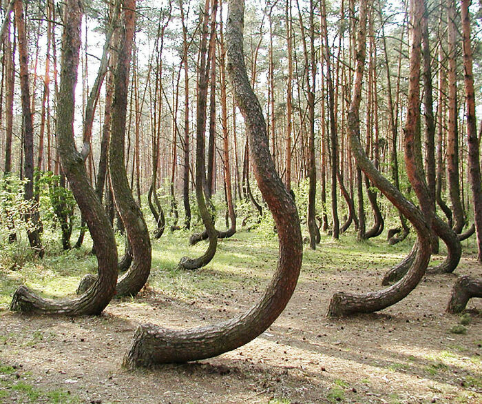 "Crooked Forest; West Pomerania, Poland"