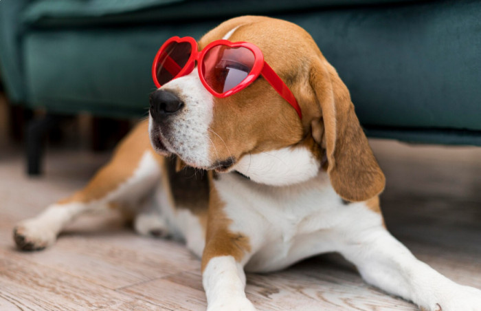 Recognizing the Stages of Heatstroke in Dogs