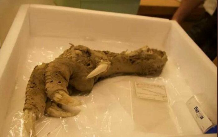 33. Archaeologists Discovered The Claws Of A Moa, A Bird That Went Extinct 700 - 800 Years Ago