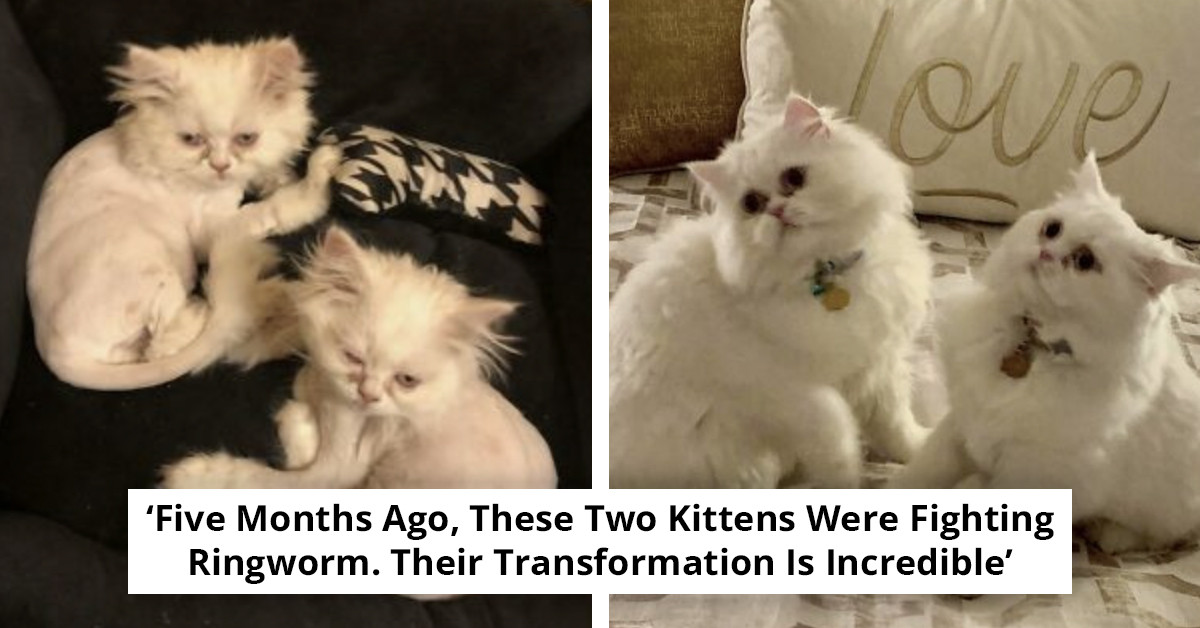 120 Before-and-After Photos That Show What Rescue Can Do for a Pet