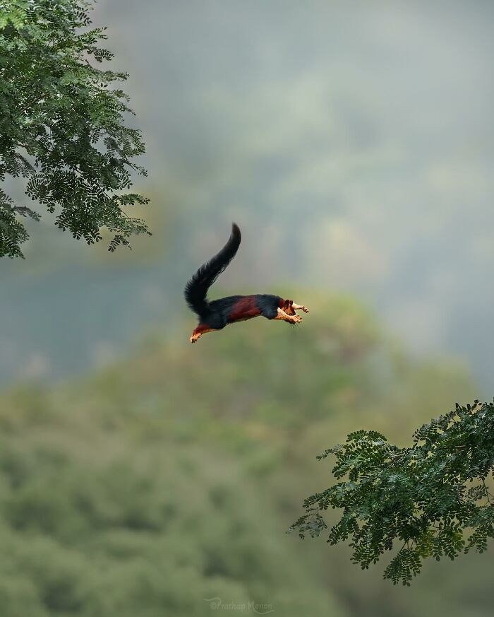 The Indian Giant Squirrel Takes His Signature Leap In The Western Ghats Of Kerala