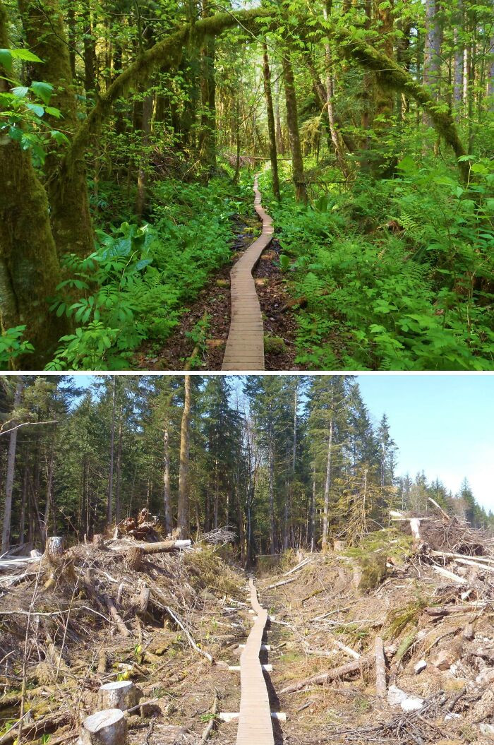 "This Trail Before And After Logging"