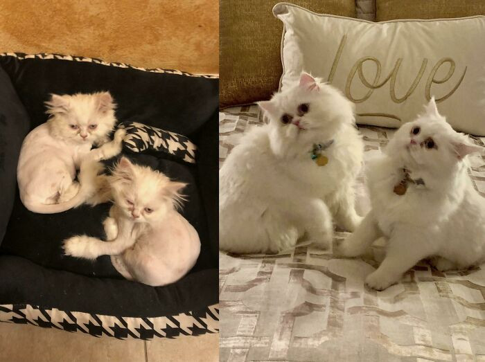 "Five Months Ago, My Mom Adopted Two Neglected Kittens Who Were Suffering From Ringworm. Look At Them Now!"