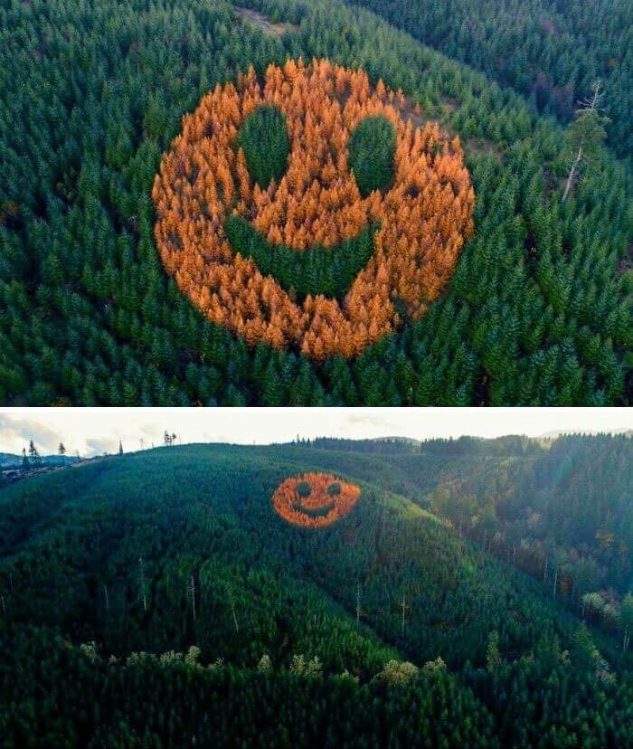 13. Buddy planted larch trees in the Douglas fir forest to create a smiley face. It returns each fall and makes a happy showing.