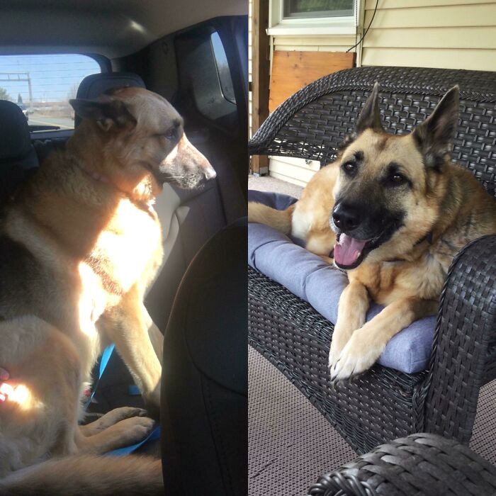 "On Our Way Home From The Shelter vs. 8 Weeks Later"