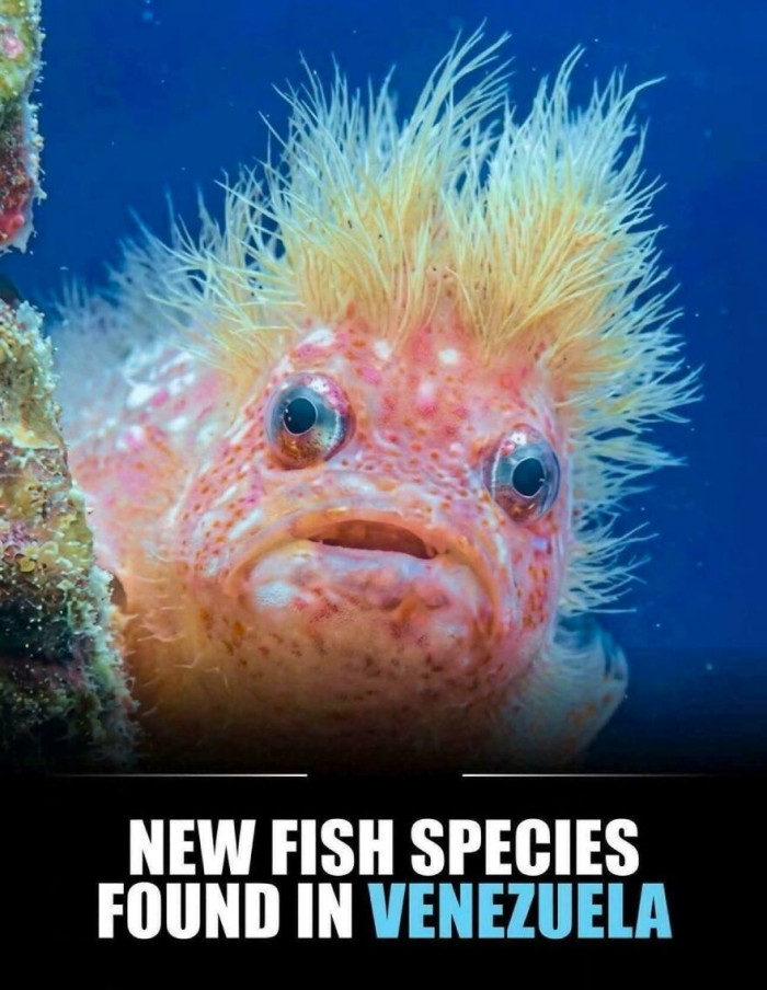 "This New Venezuelan Fish Looks Exactly Like Someone... But I Won't Say Who"