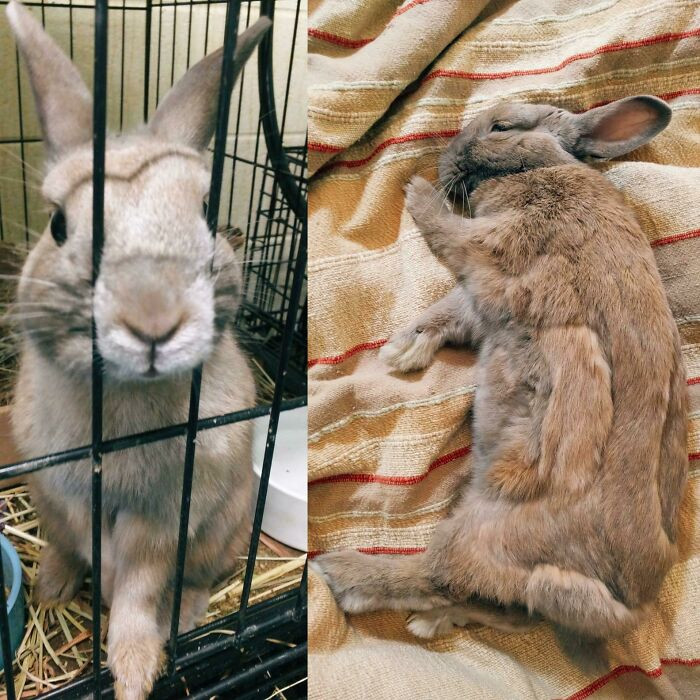 "Violet Was An Easter Present To A Young Child Who Lost Interest. She Was Kept In Tiny Wire Cage In Their Basement And Forgotten About"