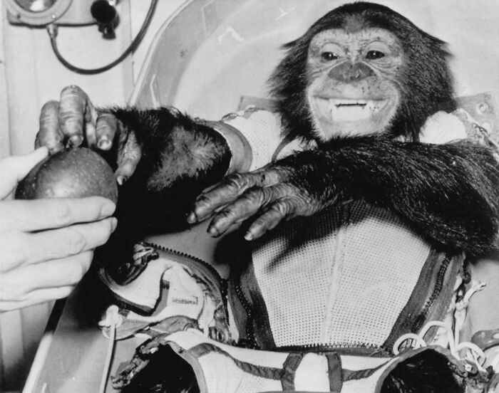 "Astronaut Chimpanzee, Ham, Gets An Apple After His First Successful Flight Into Space 31 January 1961 By NASA, Ham Was The First American Primate In Space"