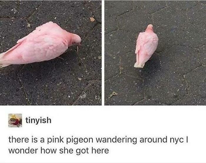 " Pigeon Or Tiny Flamingo? 🤔"