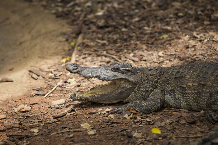 14. “In the NT (Australia) I remember seeing a government warning that crocodiles inhabit the area. ”
