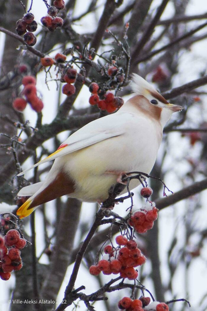 "Shiny Bohemian Waxwing"