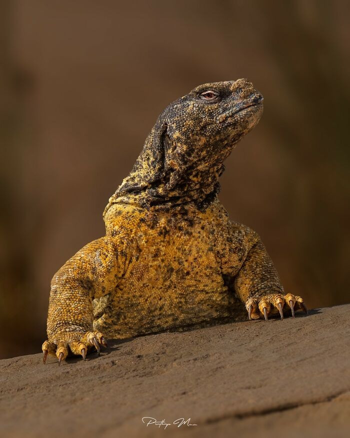 Egyptian Spiny-Tailed Lizard