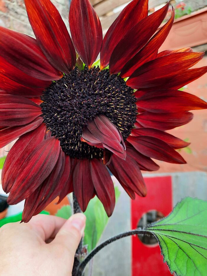 16. What Is My Sunflower Doing?