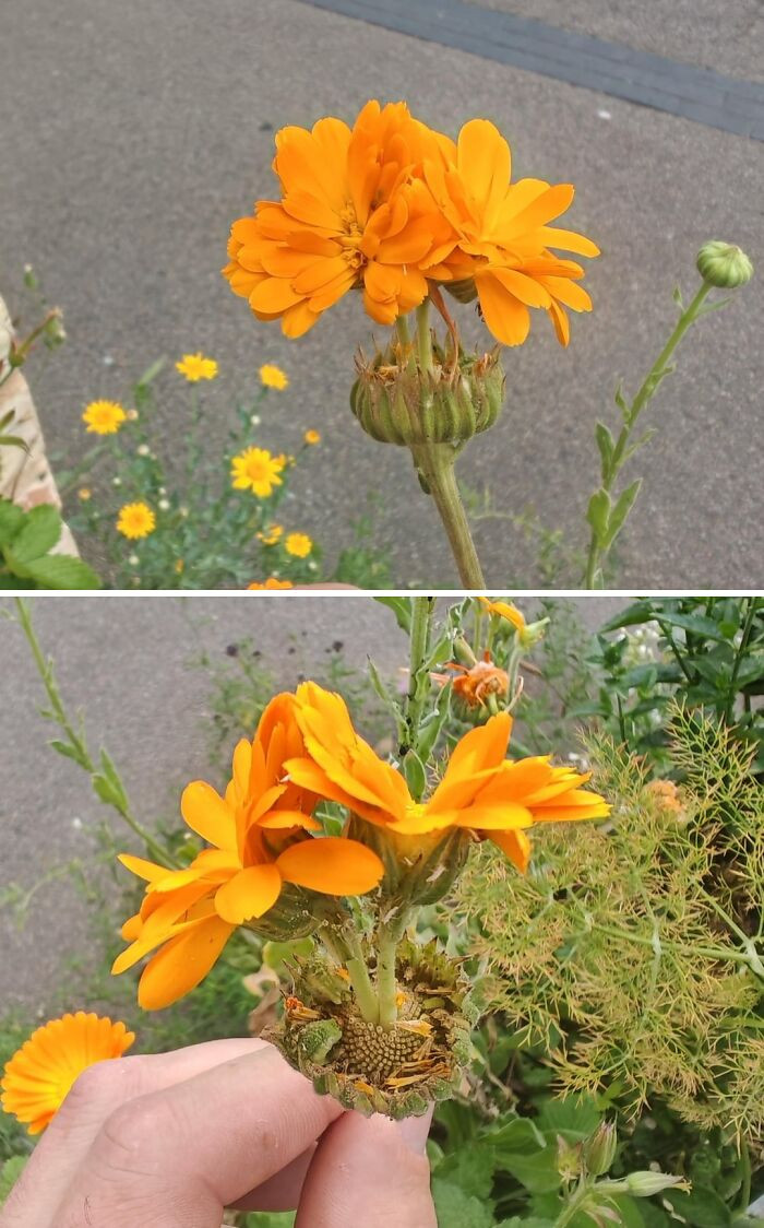 "Is This Calendula Fasciated?"