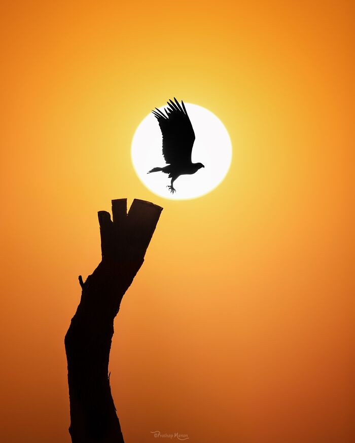 Osprey Takes Off At Sunset