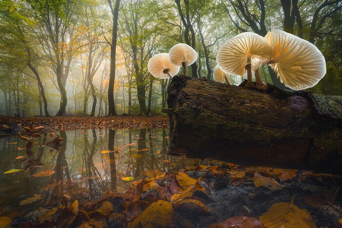 Photograph Of The Year Second Place: Speulder Forest, Veluwe Area, The Netherlands, By Albert Dros
