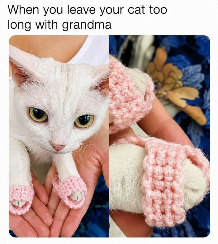 "Leave Your Cat With Grandma For Too Long And Suddenly They Come Back Spoiled"