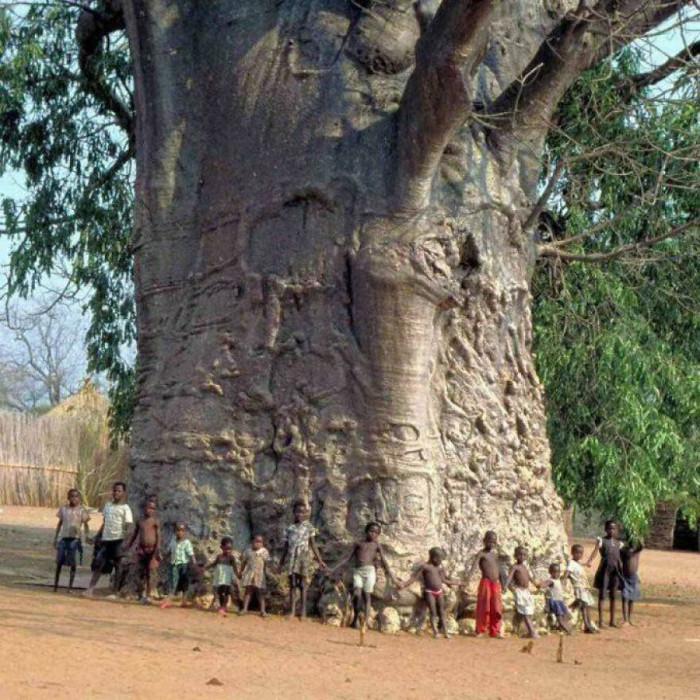 "This 2,000-Year-Old Tree Is Located in T Zwigodini Village of Mutale in Limpopo, South Africa"