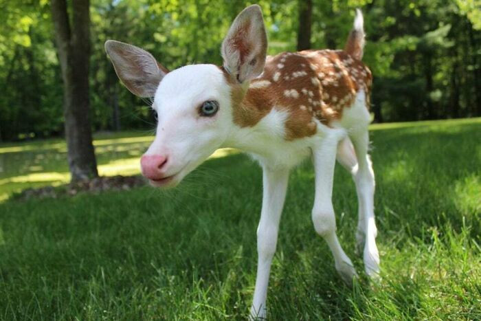 "A Rare Piebald Leucistic White-Faced Fawn, Michigan"
