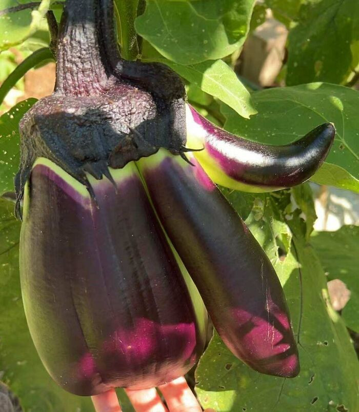 "My Fasciated Eggplants"