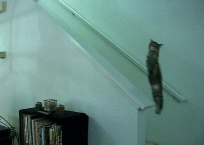 13. It's Not an Owl, It's a Cat