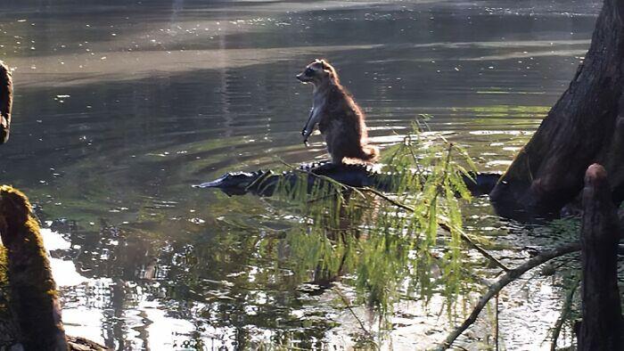 "Someone In Florida Snapped A Picture Of A Raccoon Riding A Gator At The Ocala National Forest"