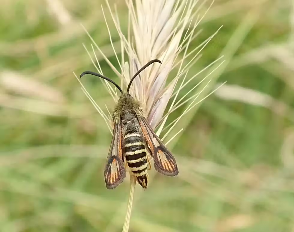 The National Trust has confirmed that Wicken Fen, a nature reserve in Cambridgeshire, has officially reached a milestone few other sites in the country can rival — 10,000 recorded species.