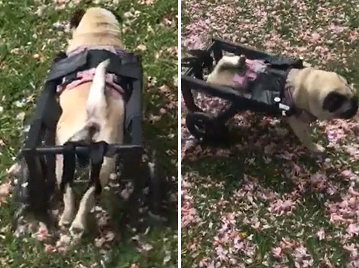 "I Designed And 3D Printed A Dog Wheelchair For A Strangers Dog, And Now I Get These Great Update Videos. Functional Printing"