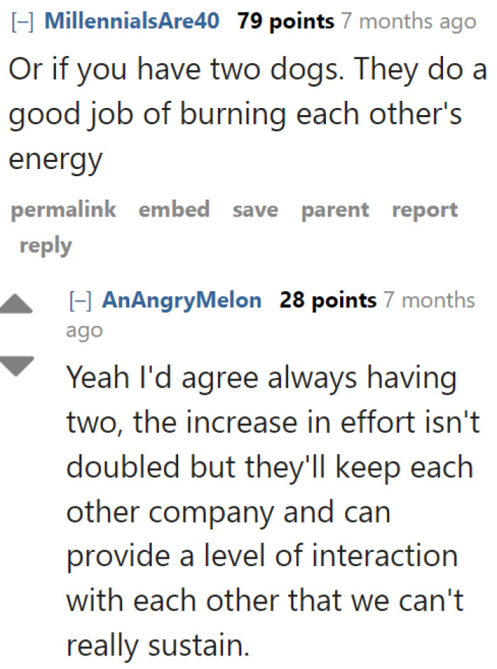 Dog ownership tip: If you have the means to own two dogs, they can engage in play and help stimulate each other physically.