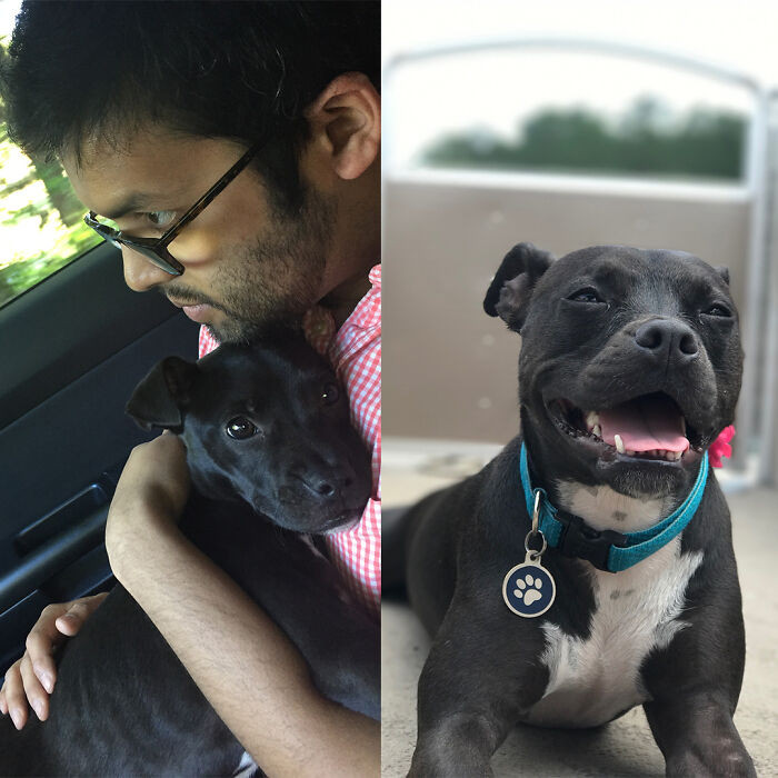 "Bringing Sophie Home Two Years Ago vs. Now - A Trouble Making Boat Dog"