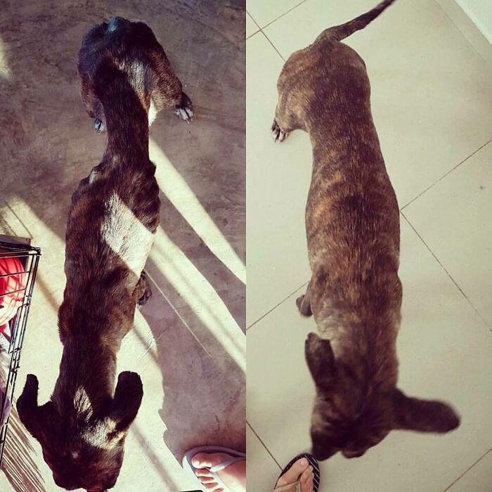 "Roxx After 4 Weeks Of Care"