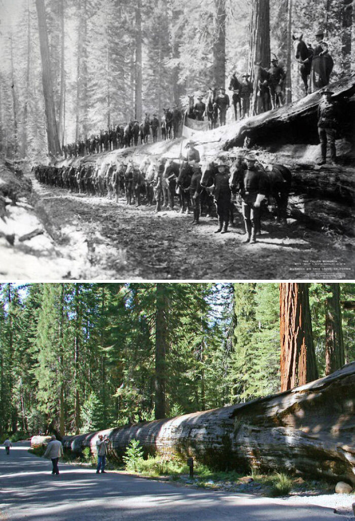 "The Fallen Monarch, Yosemite - 1899 And Nowadays. 'F' Troop Of The 6th Us Cavalry Pictured In The Older Photo"