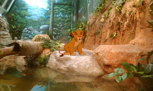 22. The Lion King - bred in captivity it would say.