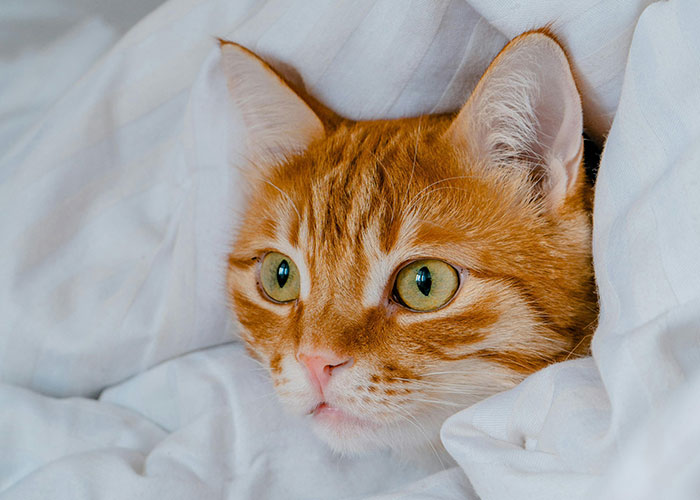 Pet insurance can seem pricey to some.