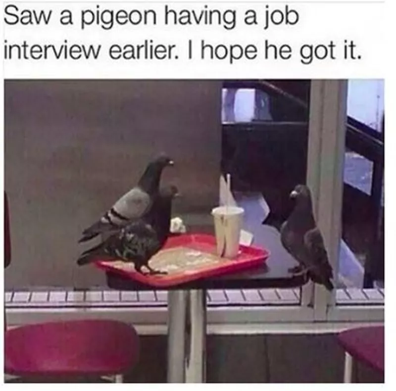 Even pigeons have to wing it at job interviews.