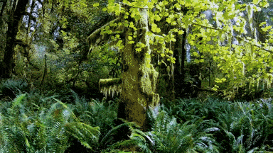 25. Hoh Rain Forest in Washington