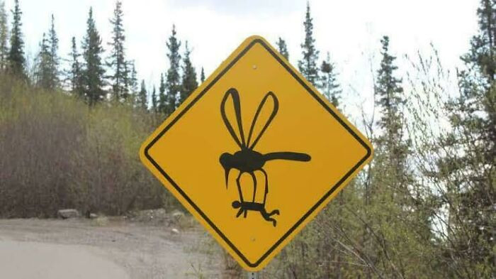 "Giant Mosquito?"