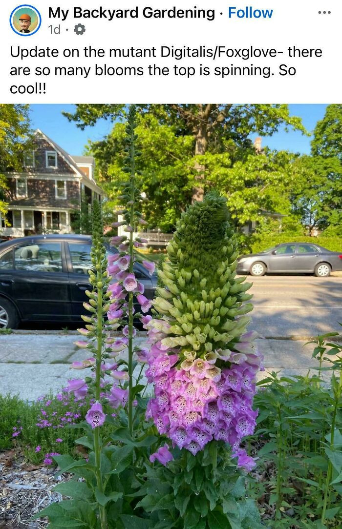"Massive Foxglove"