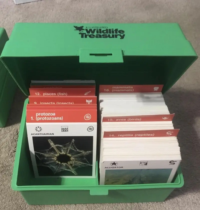 13. Wildlife Treasury and the box