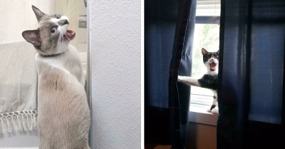 51 Photos Of Cats' Goofiest Moments That Will Make You Laugh Your Lungs Out