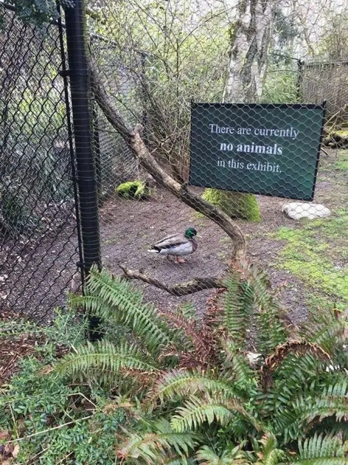 15. This duck proves that this sign is misleading