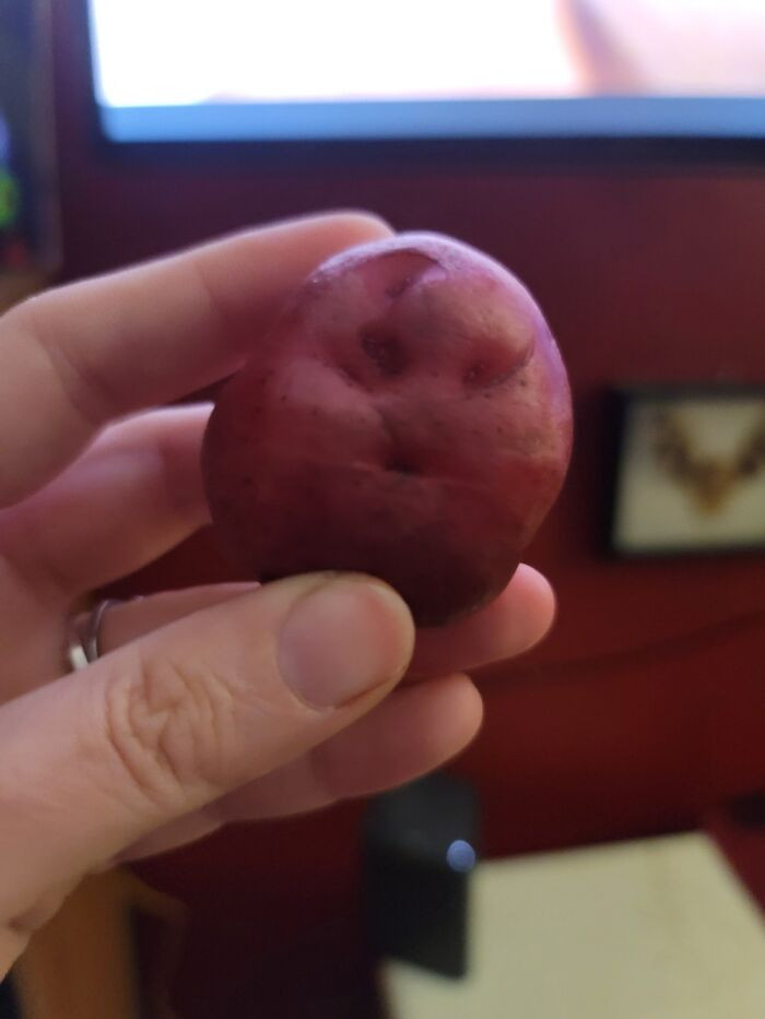 26. Meet this baby red potato