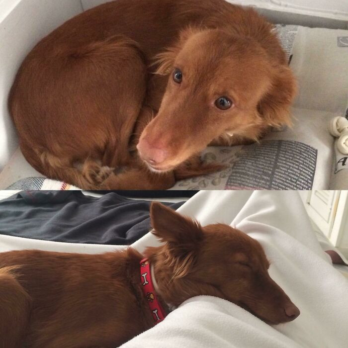 "After 4 Years In The Street, Annie Found Her Home With My Parents. First Day vs. 1 Week Later"