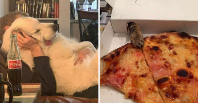 31 Pawsitively Precious Pictures Of Animals That Will Have You Saying, "Aww!"