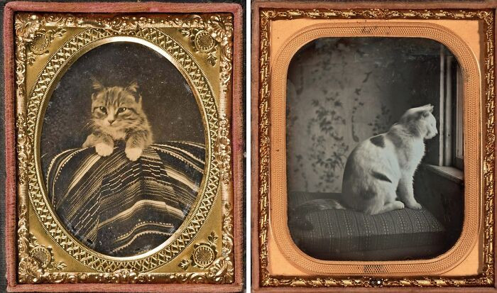 "Tabby And Dixie, The Two Kittens Gifted By Secretary Of State William Steward To Abraham Lincoln, Newly Elected President At The Time, In August Of 1861"