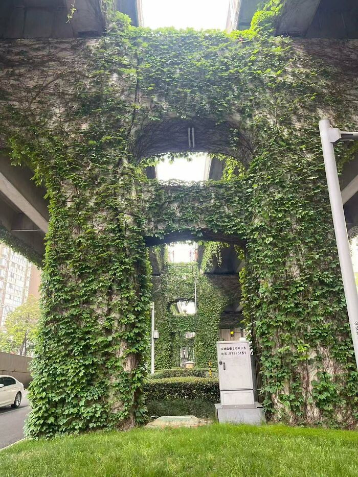 "Regarding The Issue Of Greening Under The Overpasses I Observed In Chengdu, China"